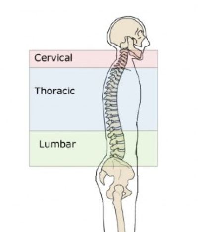 Diagram of human spine showing cervical, thoracic, and lumbar regions for posture correction